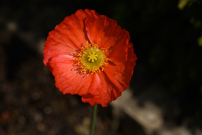 Jardin des Impressionnistes-MAI14-046